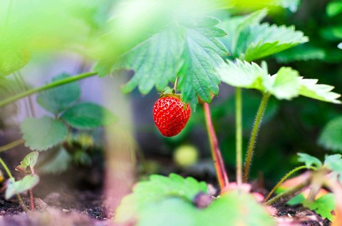 plant, vegetation Hintergrundbilder