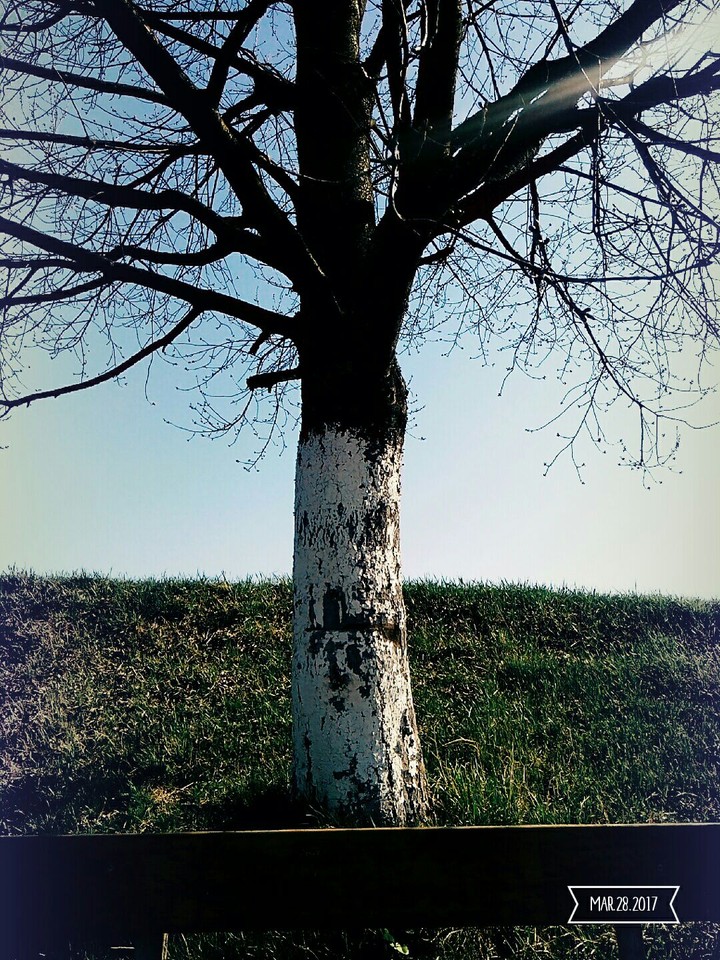 The Tree