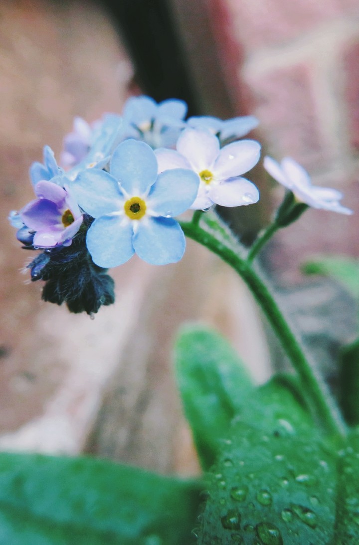 Forget Me Nots
