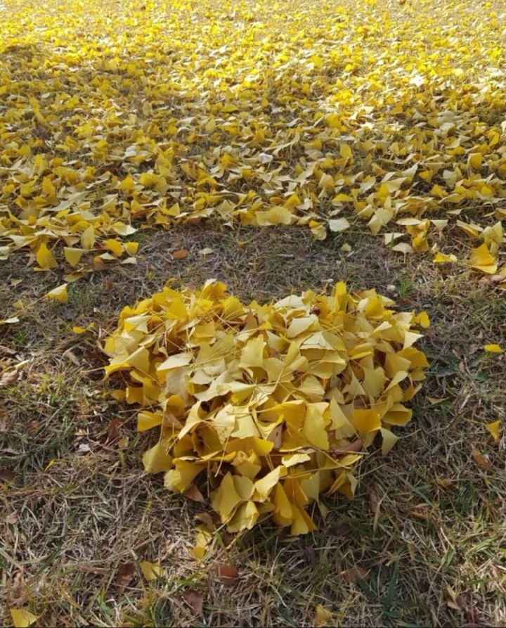 ginkgo leaf heart