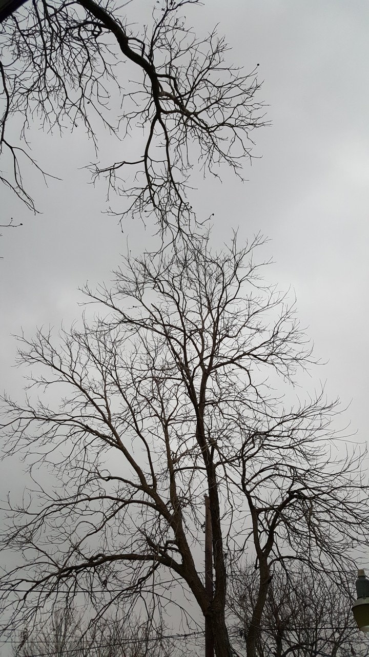 Gray skies