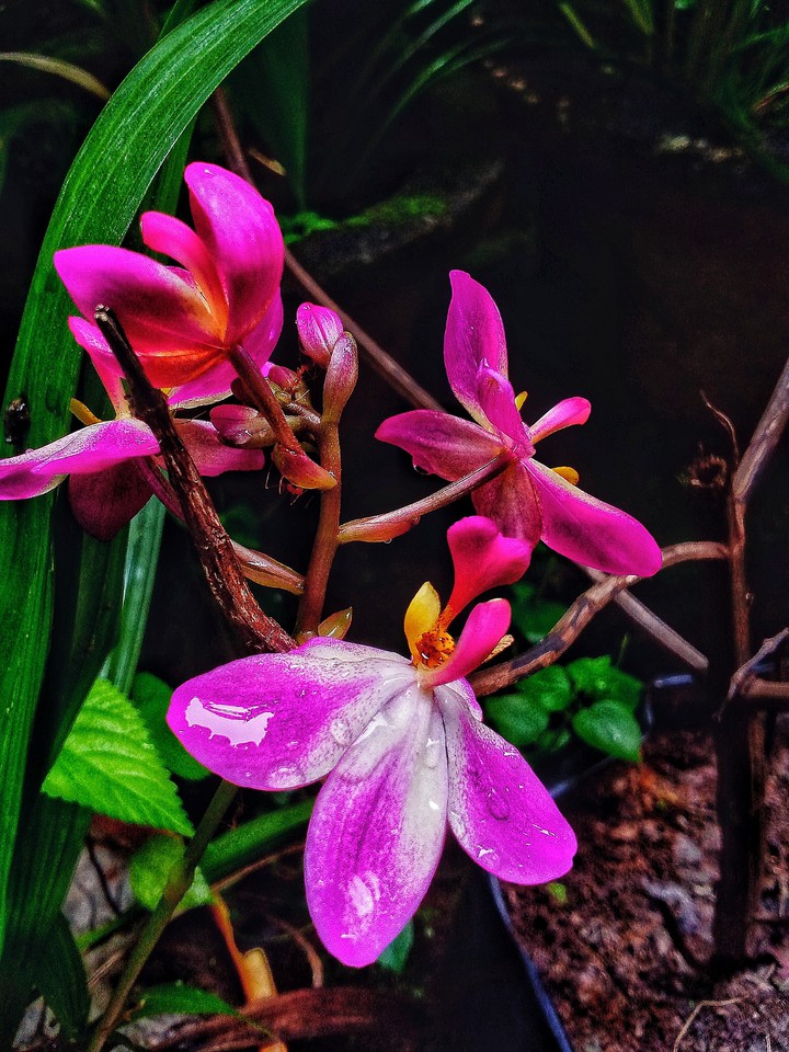?orchid?
