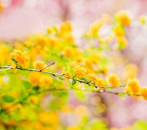 Yellow flowers