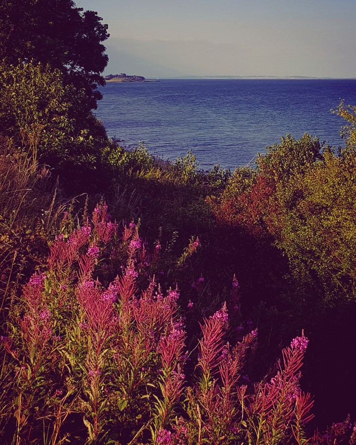 wild flowers by the sea