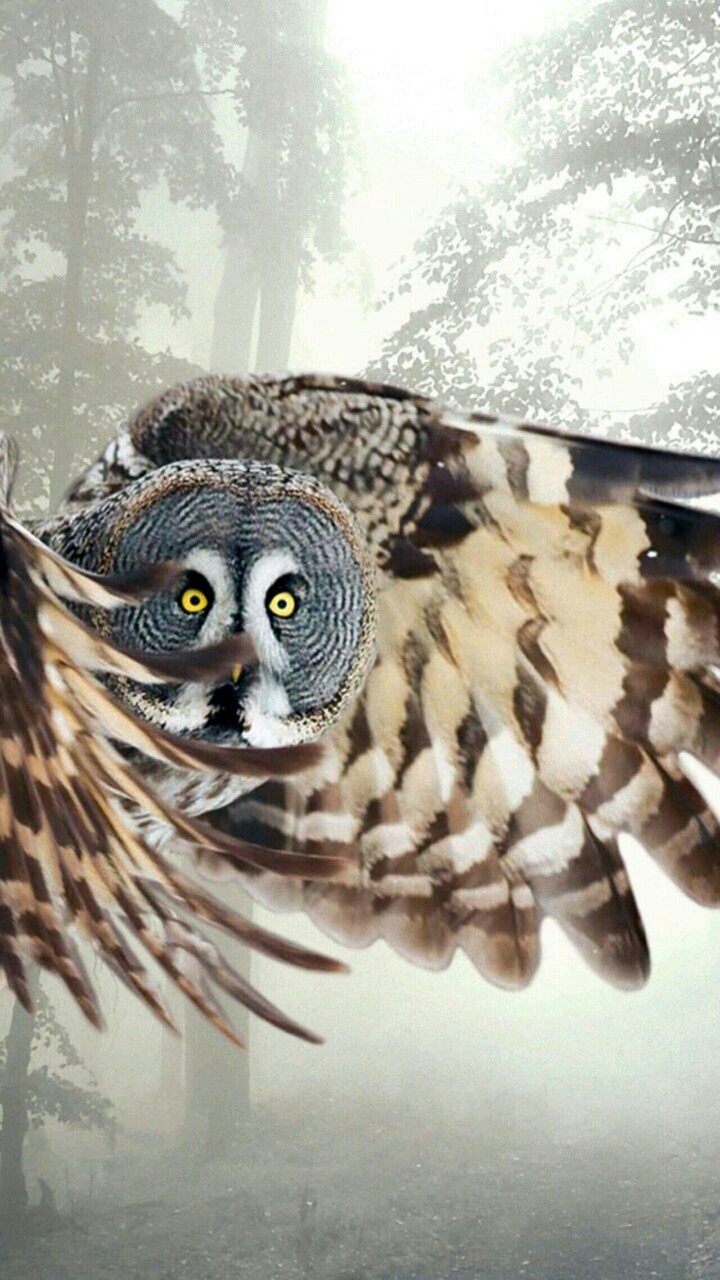 Сова