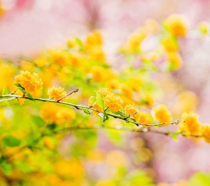 Yellow flowers