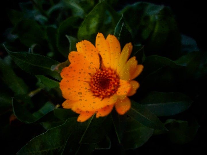 autumn flower