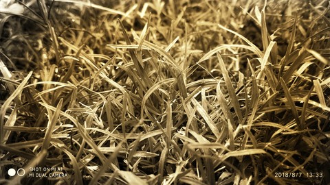 Grass