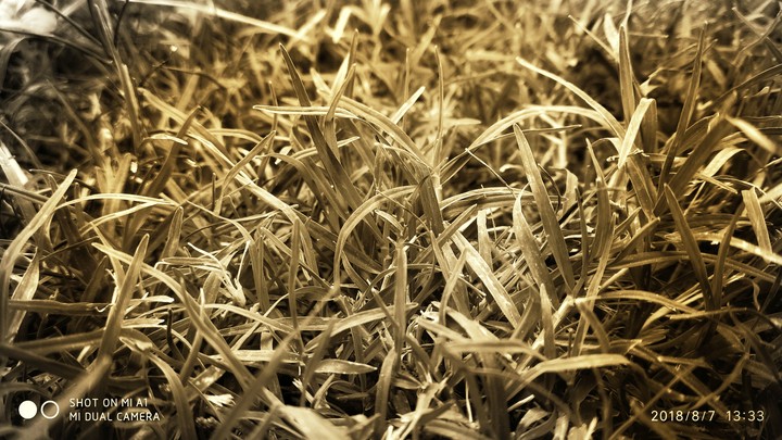 Grass