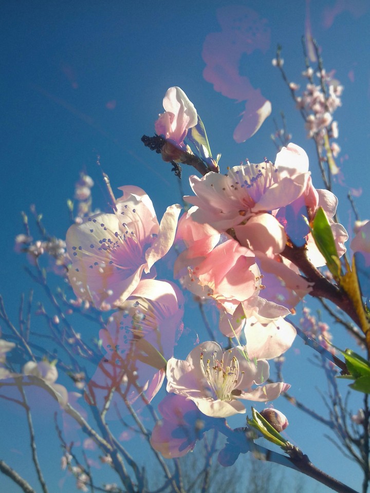 Blossom