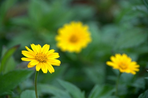 yellow flower