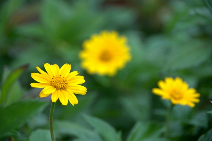 yellow flower
