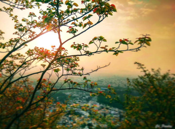 Nature morning