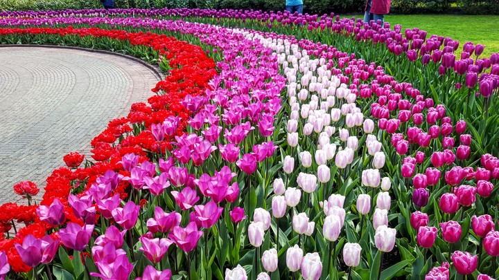 Tulips