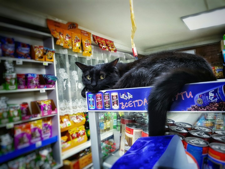cat
