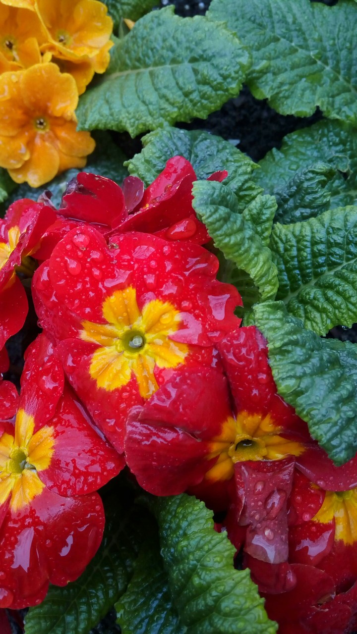 Flower in rain