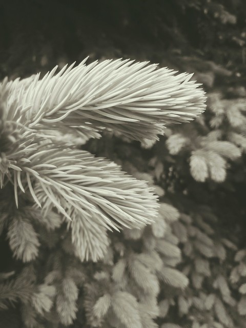 Вlасk Tree