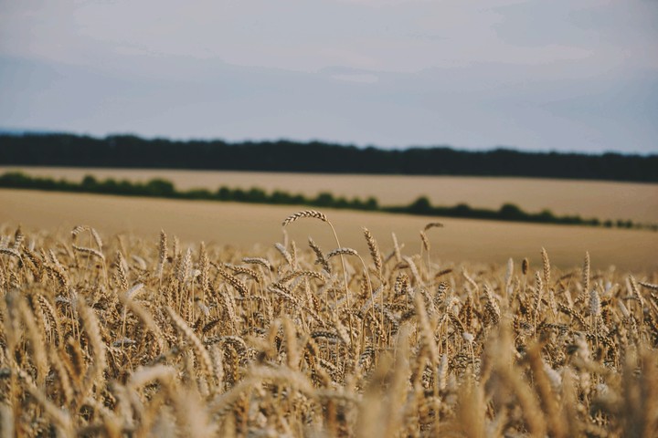 field