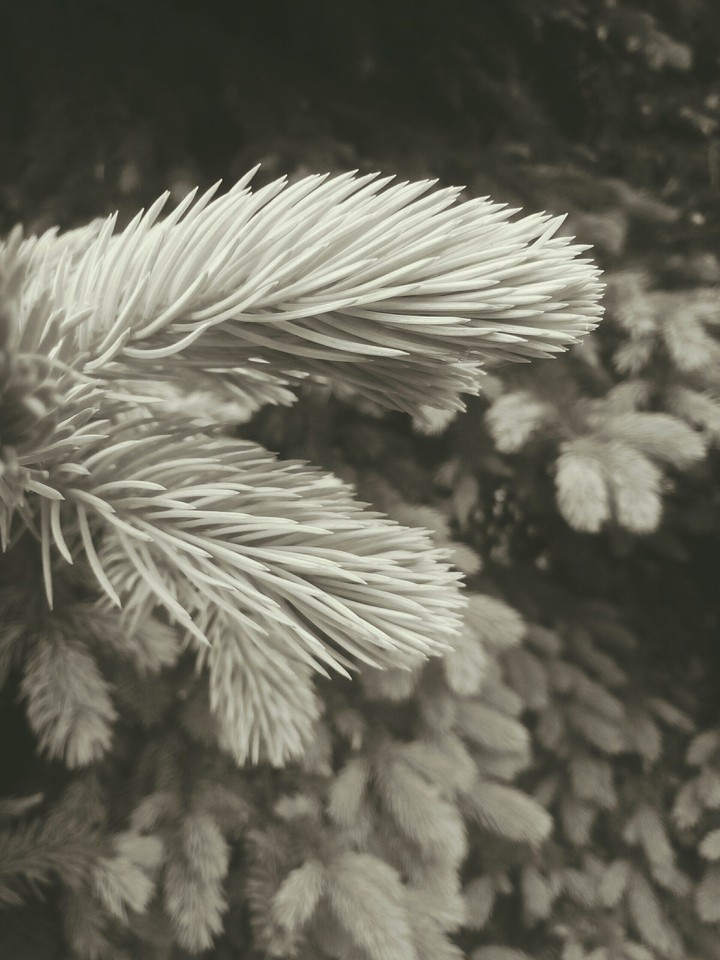 Вlасk Tree