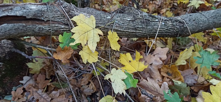 #Україна #осінь #autumn