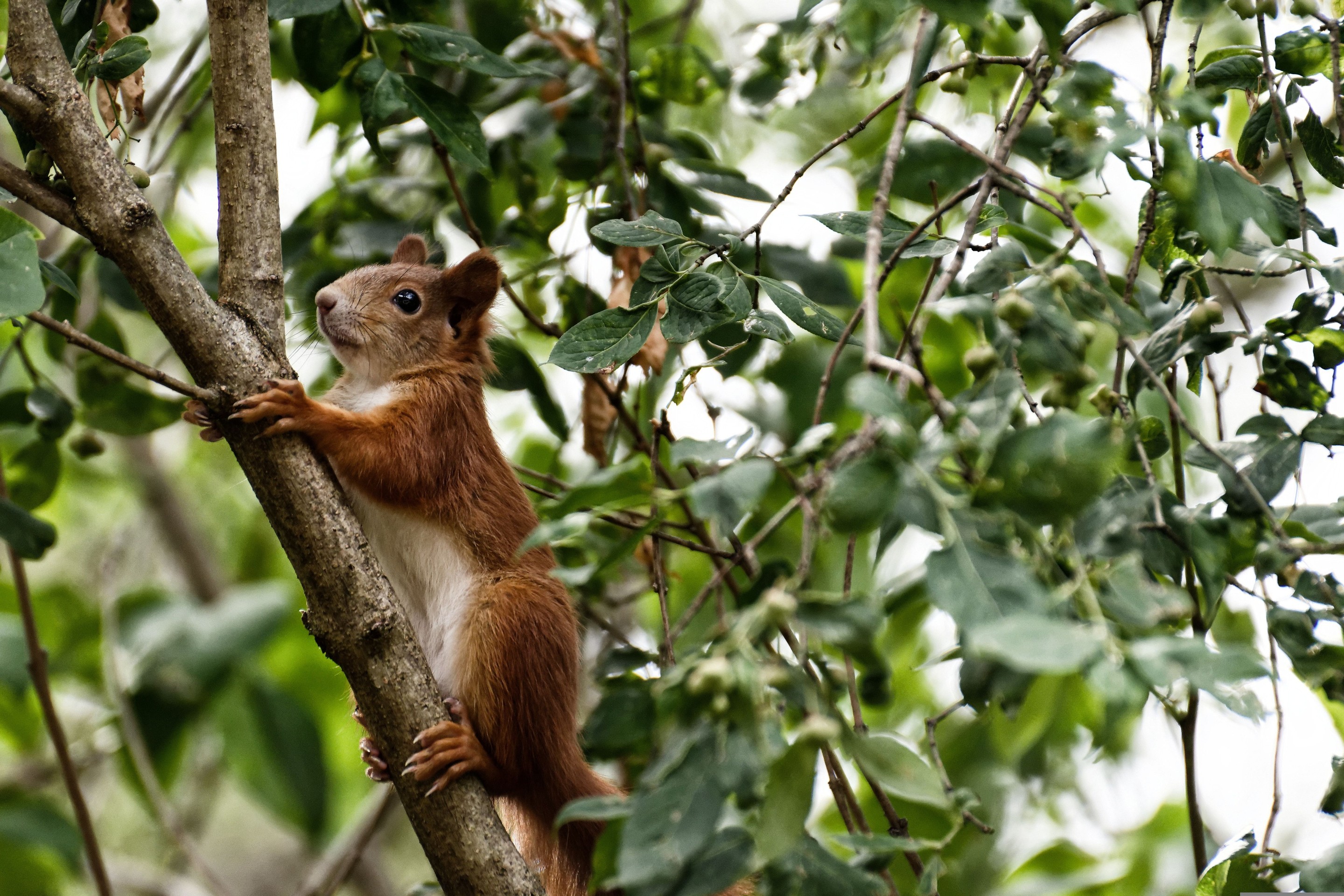 fonds d'écran Squirrel, whiskers