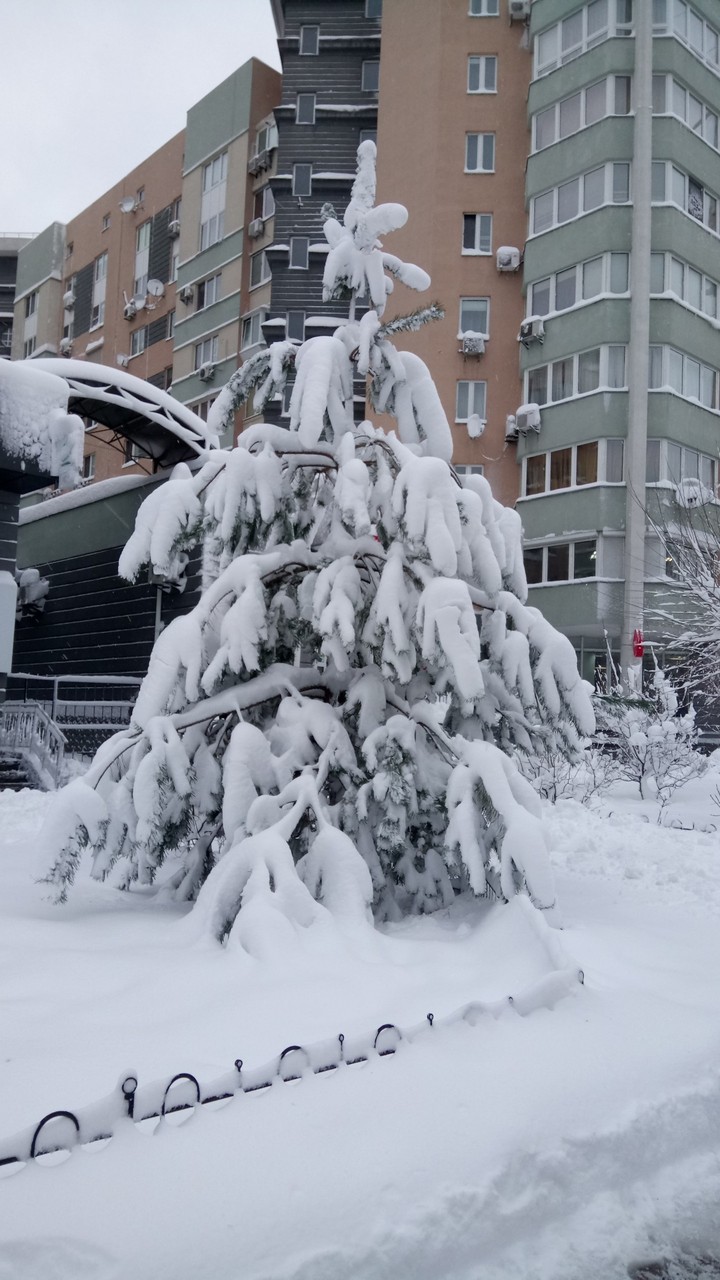 christmas tree