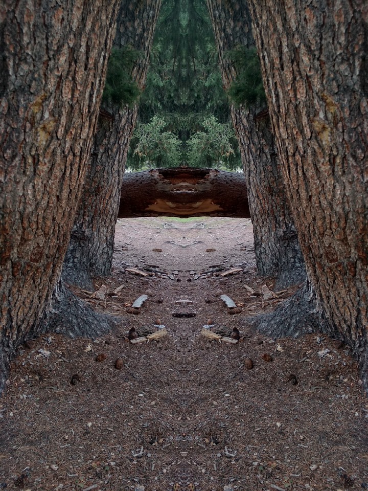 The cricket in the woods