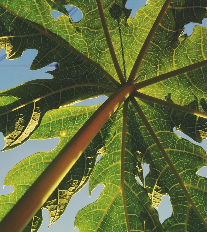 Leaf veins