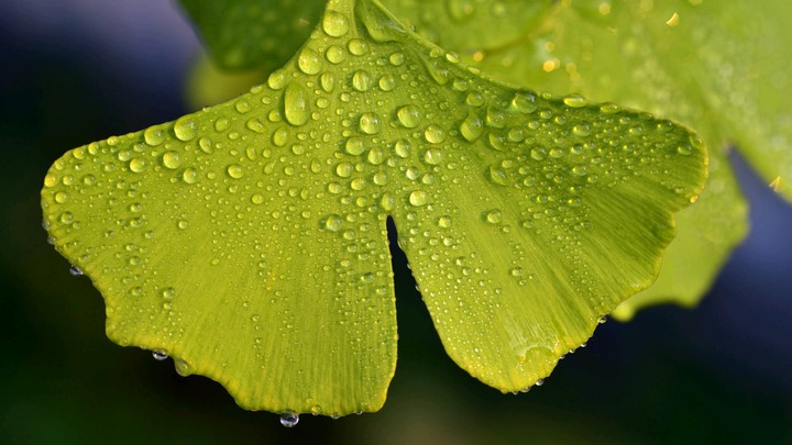 Ginkgo biloba