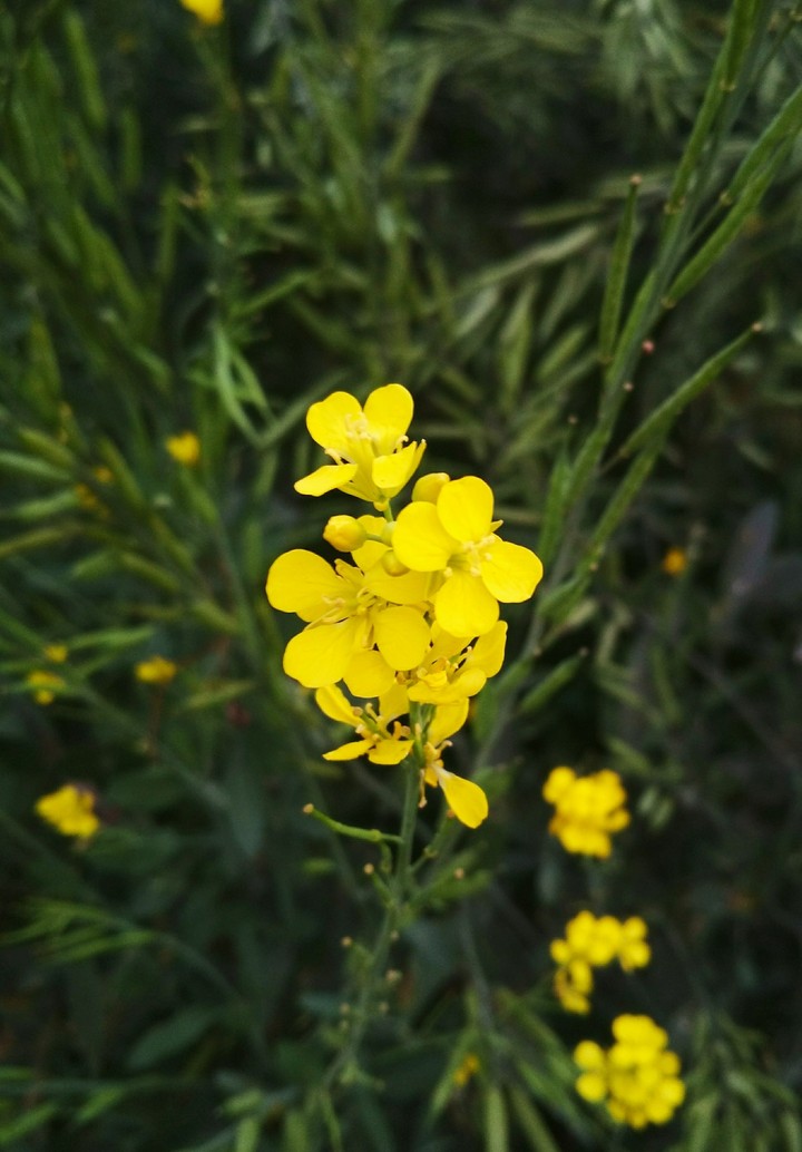 it is natural picture
