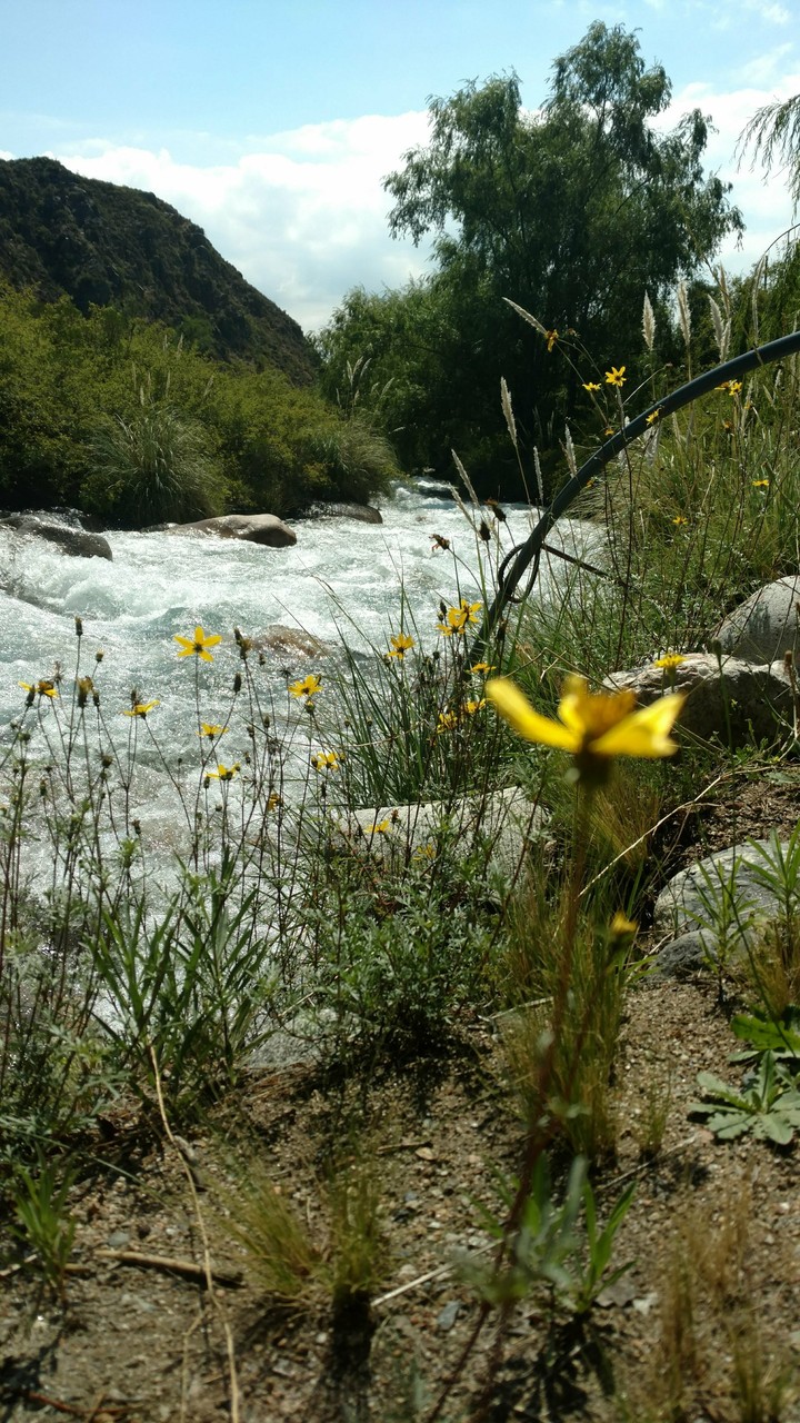 flor