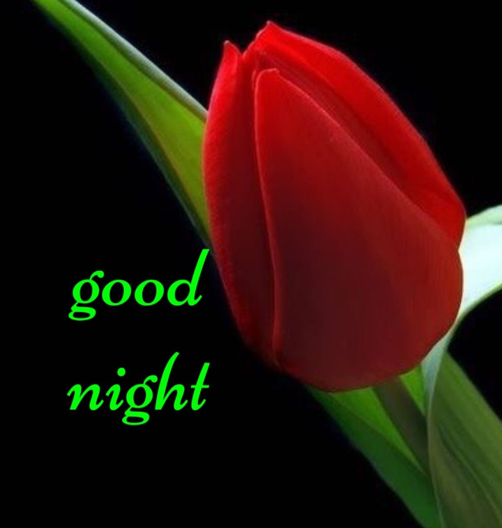 Good Night