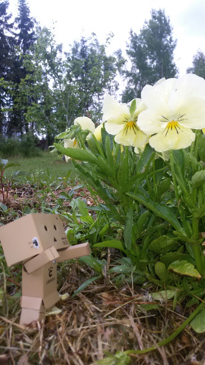 danboard