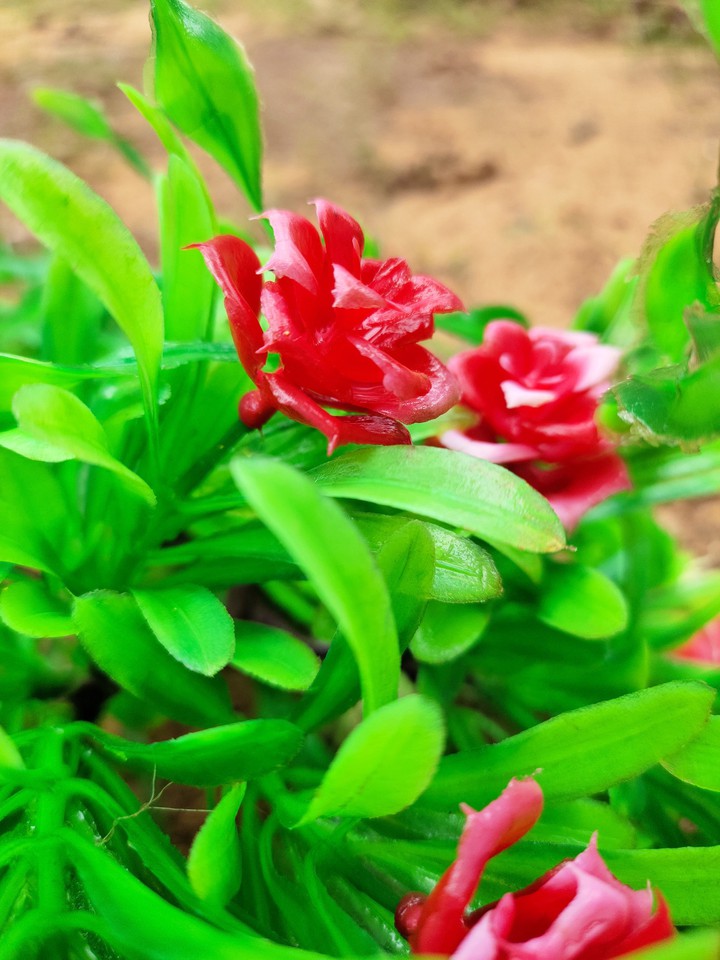A little green n red