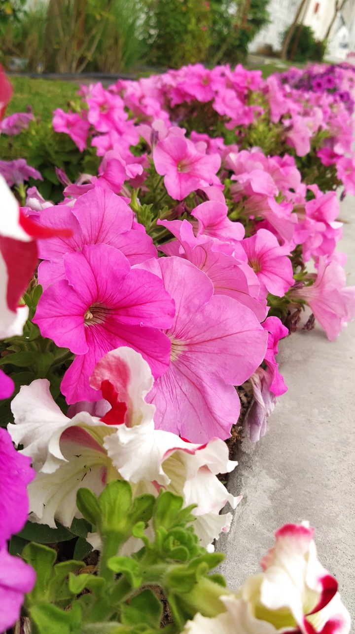 flower