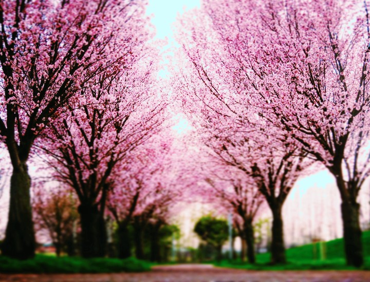 Dream