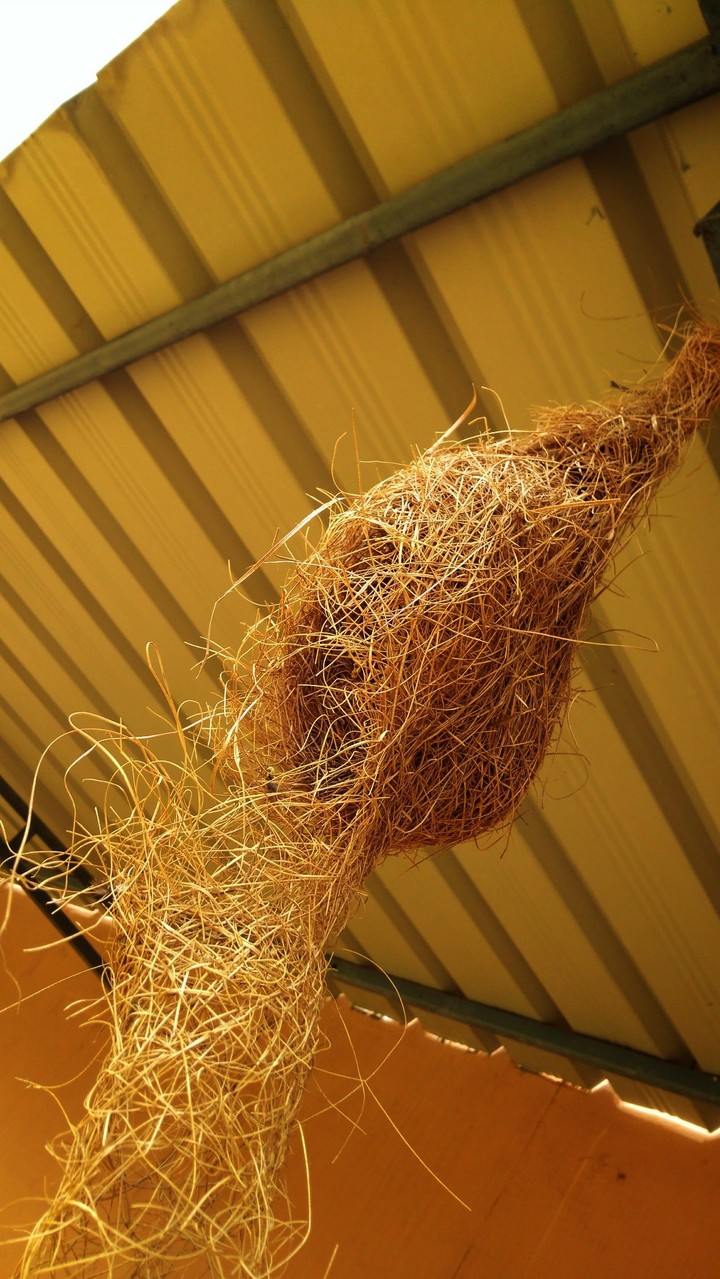 NEST
