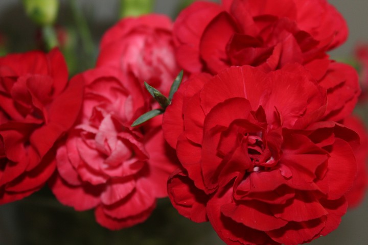 gillyflower