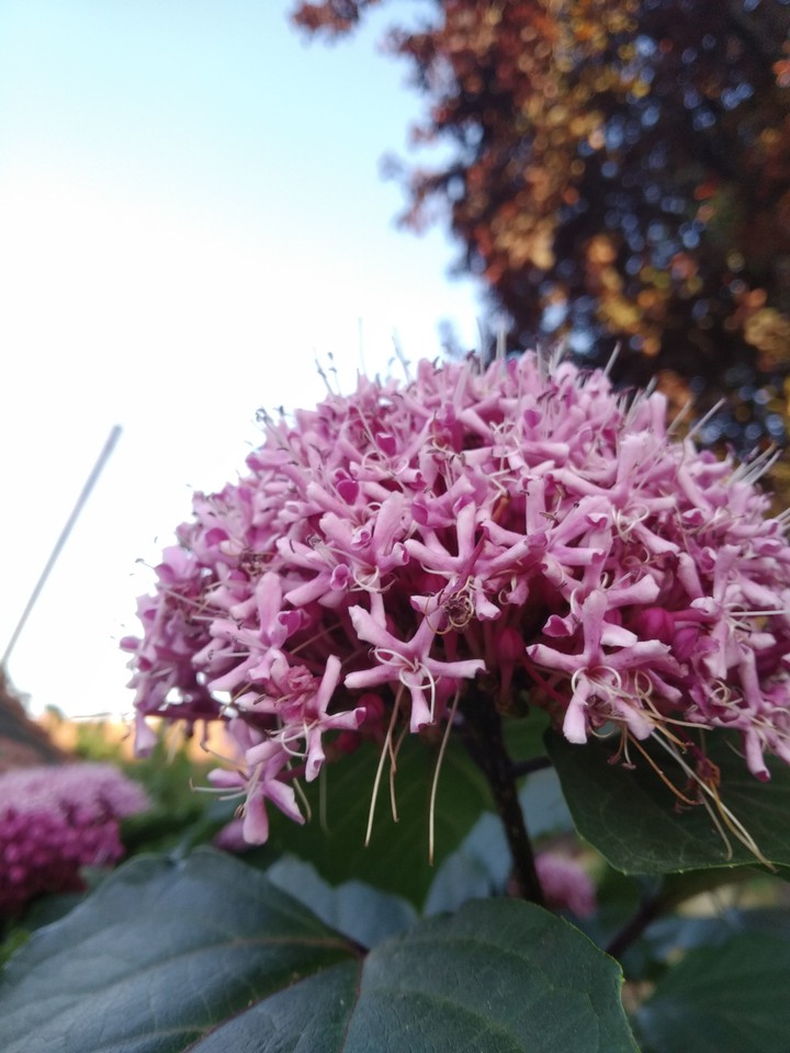 pink in the world