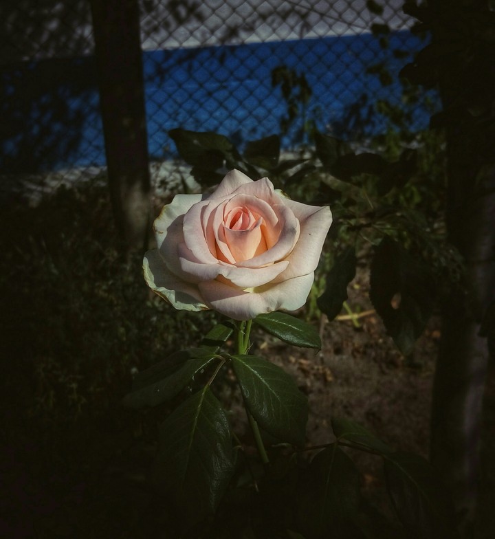 Роза