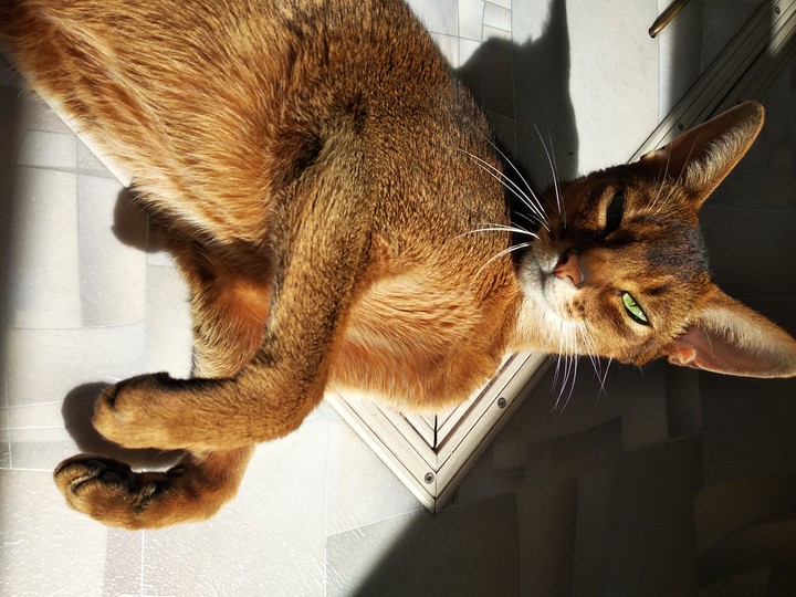 кот