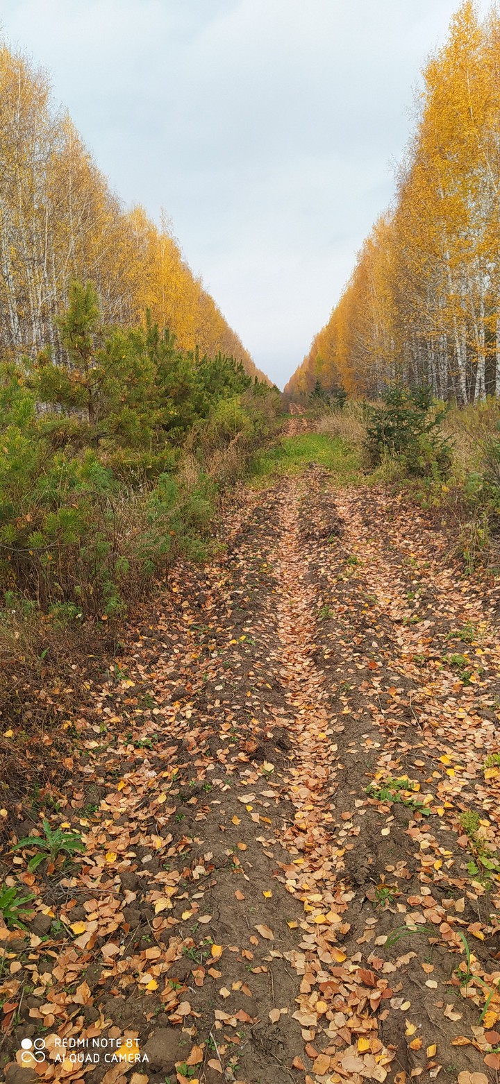 очарованье