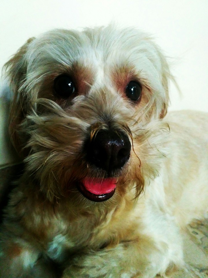 my pet brownie
