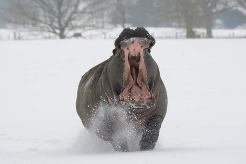 hippo in snow