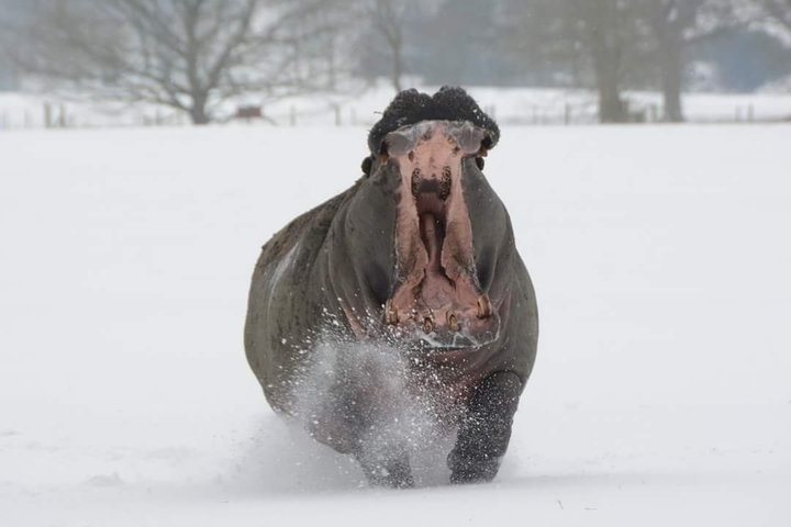 hippo in snow