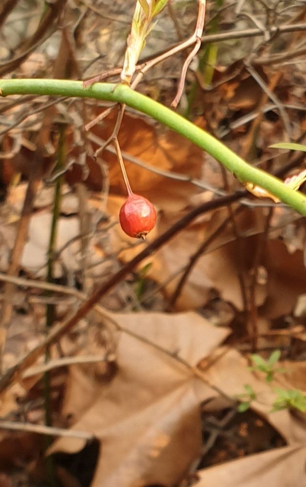 fruit
