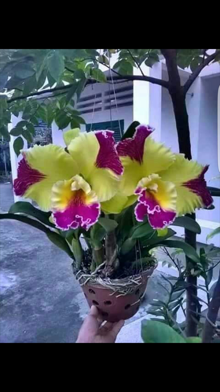 Dominican orchid