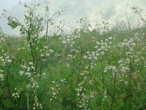 sfondi grasses, ajwain