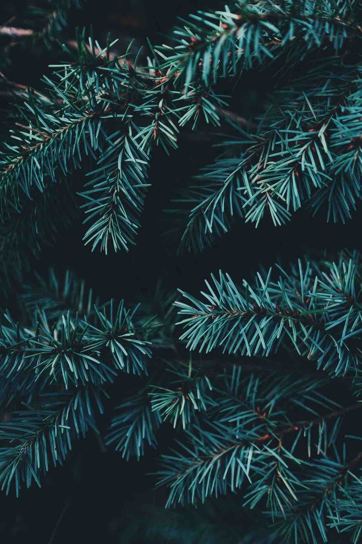 Pine