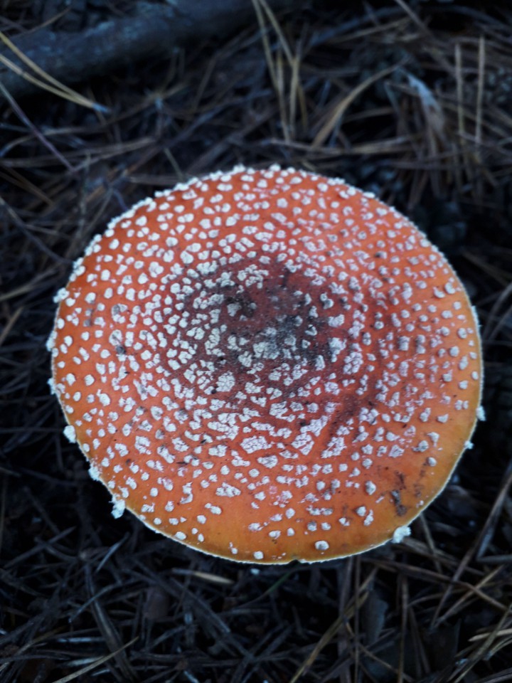 poison red mushroom , fly-agaric